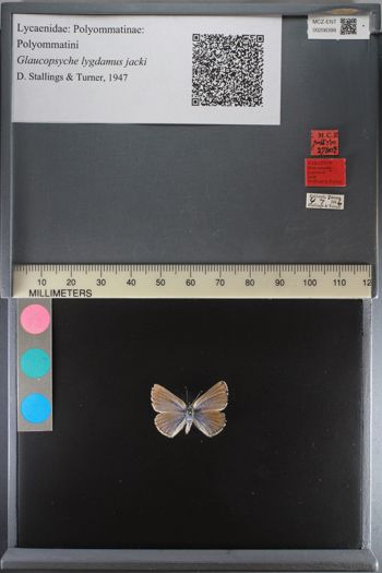 Media type: image;   Entomology 206399